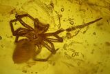 Detailed Fossil Spider and Springtail in Baltic Amber #139049-1